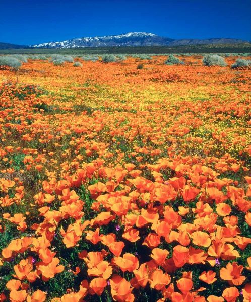 CA, Antelope Valley covered in California Poppies